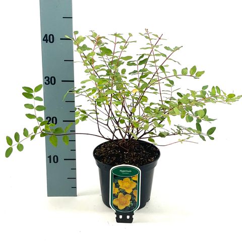 Hypericum x moserianum