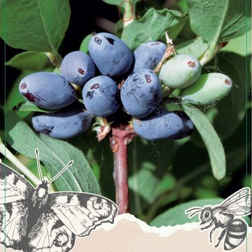 Lonicera caerulea 'Blue Velvet'