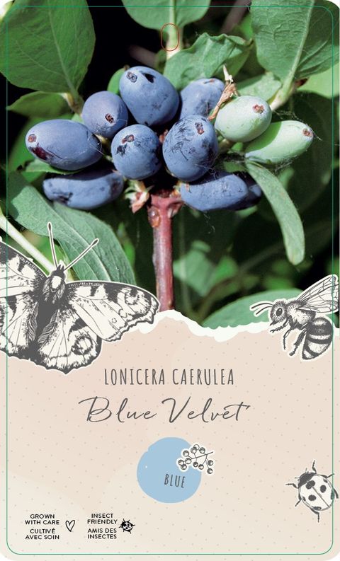 Lonicera caerulea 'Blue Velvet'