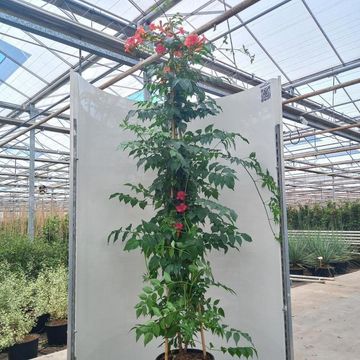 Campsis x tagliabuana 'Mme Galen'