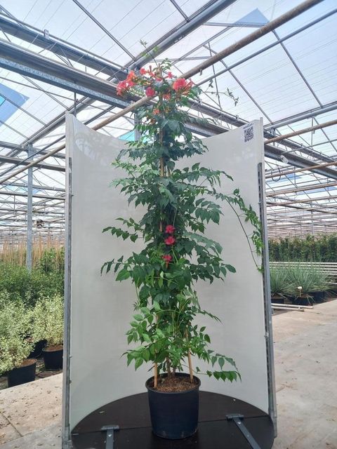 Campsis x tagliabuana 'Mme Galen'