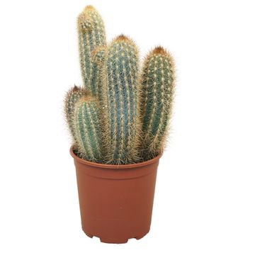 Pilosocereus braunii