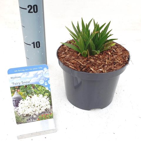x Rhodoxis FAIRY SNOW