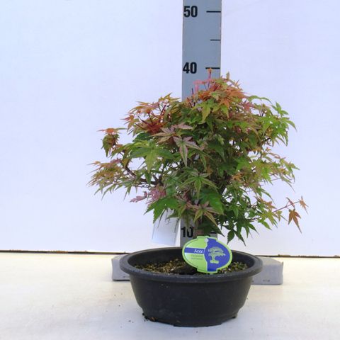 Acer palmatum 'Deshôjô'