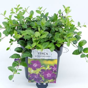 Vinca minor 'Atropurpurea'