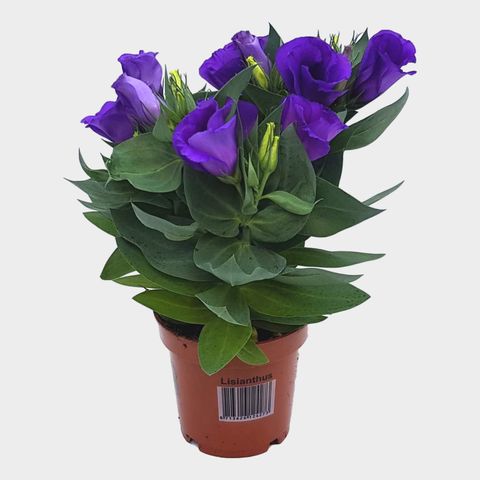 Eustoma grandiflorum 'Bolero Deep Blue'