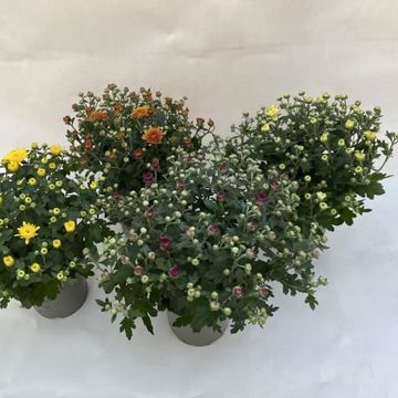 Chrysanthemum MIX IN POT