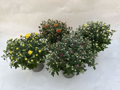 Chrysanthemum MIX IN POT