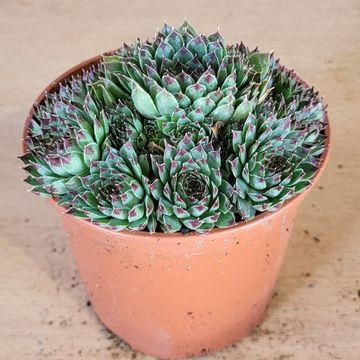 Sempervivum tectorum