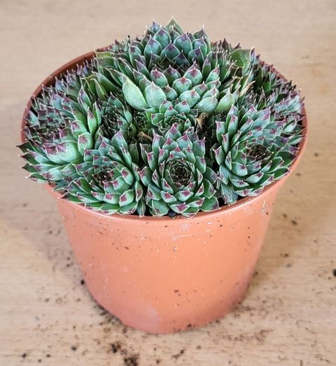 Sempervivum tectorum