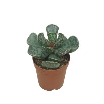 Adromischus cooperi