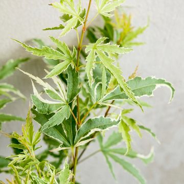 Acer palmatum 'Butterfly'