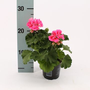 Pelargonium LADY RAMONA