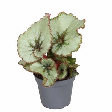 Begonia 'Spirit of Java'