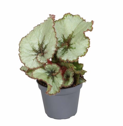 Begonia 'Spirit of Java'
