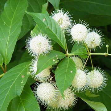 Cephalanthus occidentalis