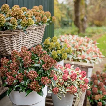 Skimmia japonica MIX
