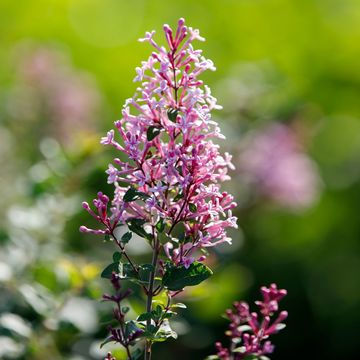 Syringa BLOOMERANG PINK PERFUME