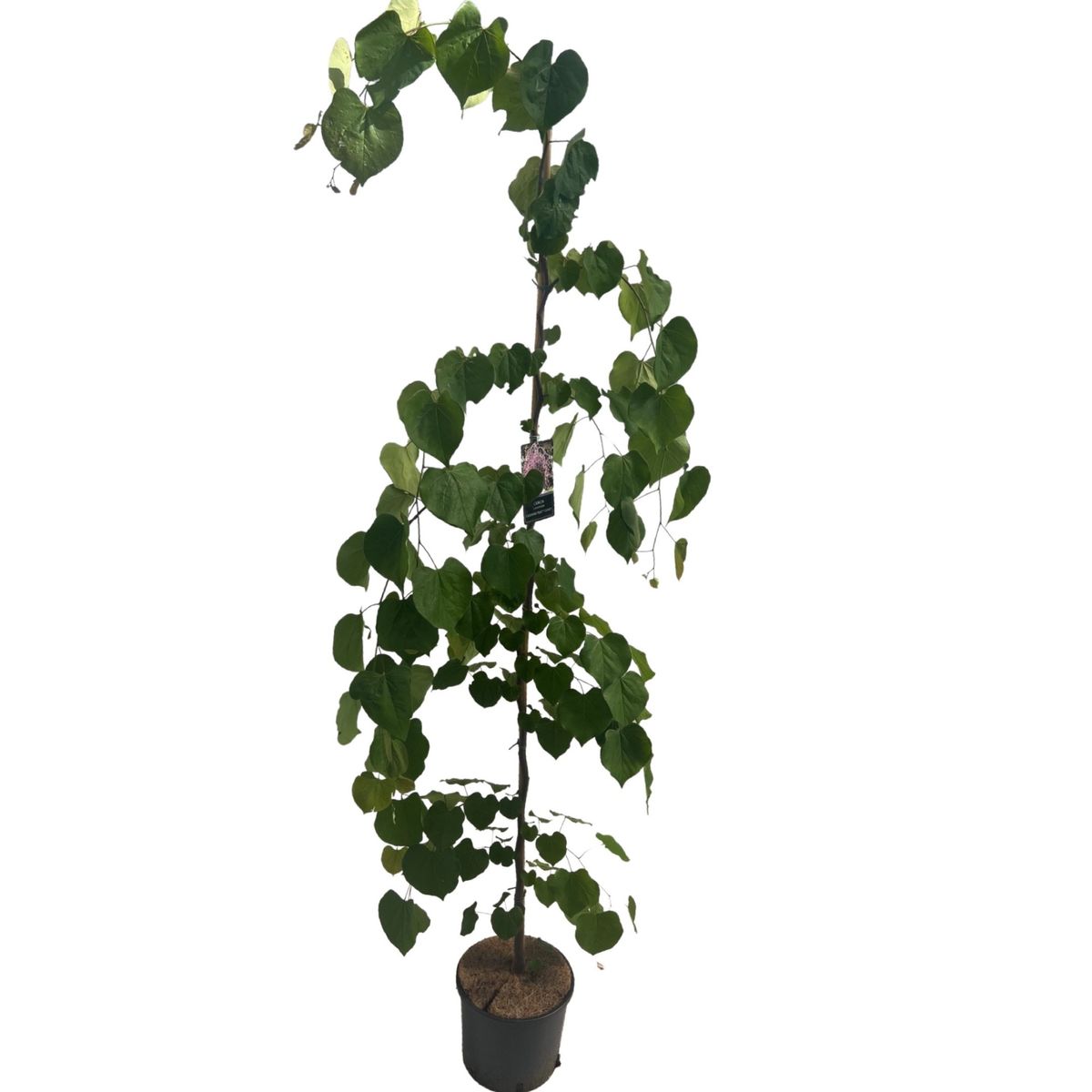 Cercis canadensis LAVENDER TWIST — Plant Wholesale FlorAccess