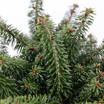 Abies balsamea 'Nana'