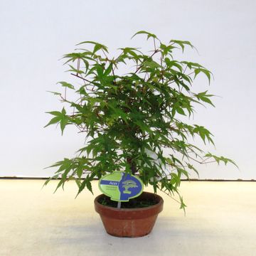 Acer palmatum 'Deshôjô'