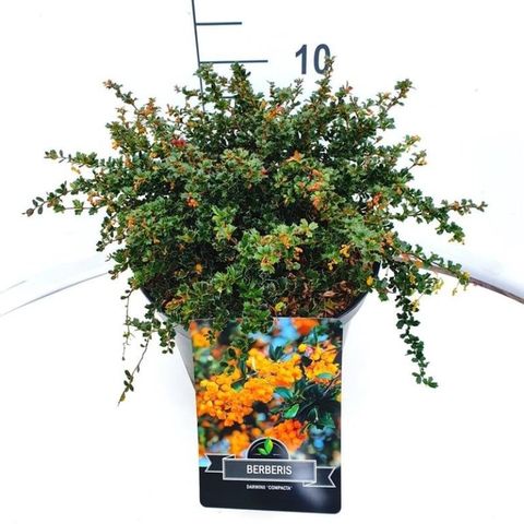 Berberis darwinii 'Compacta'