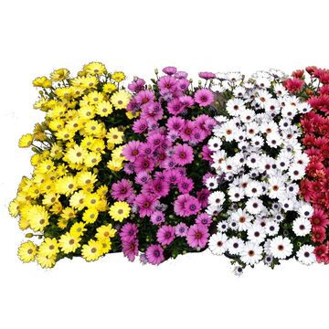 Osteospermum MIX