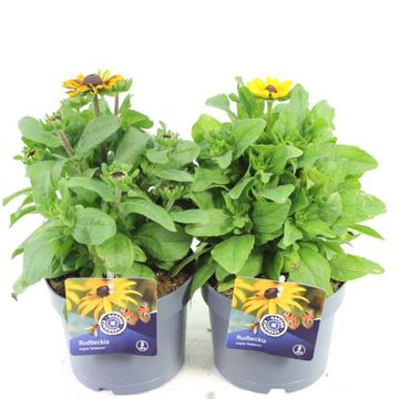 Rudbeckia SMILEYZ MIX