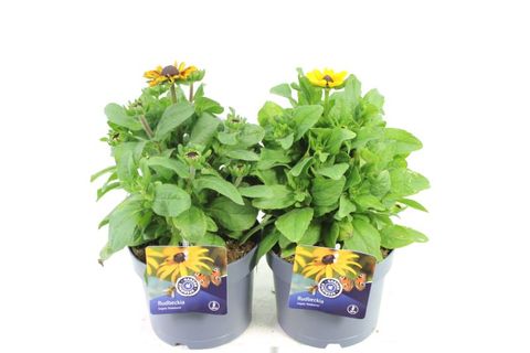 Rudbeckia SMILEYZ MIX