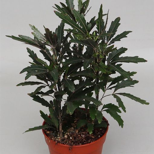 Schefflera elegantissima 'Castor'