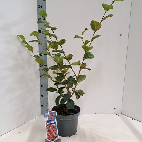 Hamamelis x intermedia 'Feuerzauber'