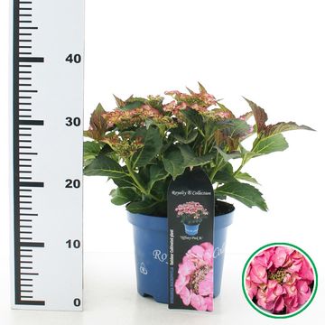Hydrangea macrophylla TIFFANY ROSE