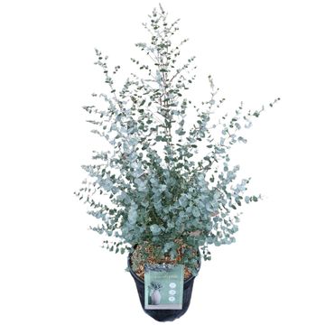 Eucalyptus gunnii AZURA