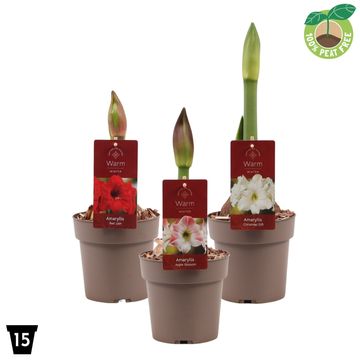 Hippeastrum MIX