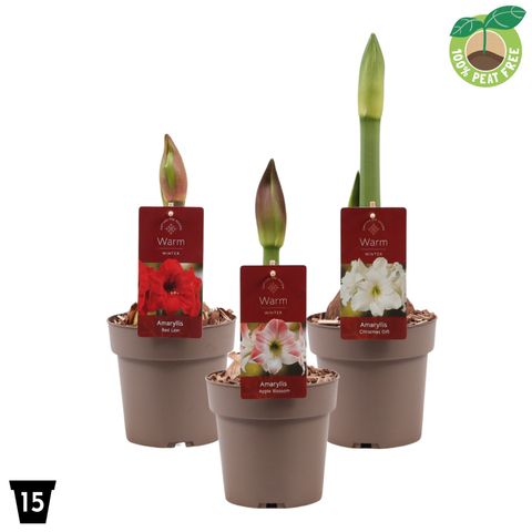 Hippeastrum MIX
