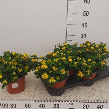 Hypericum androsaemum