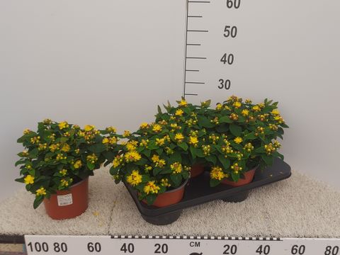 Hypericum androsaemum