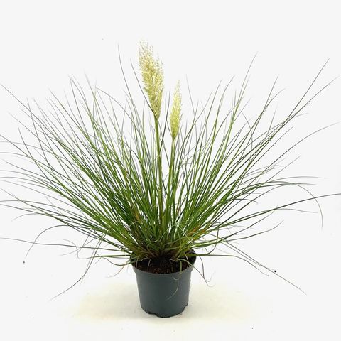 Cortaderia selloana TINY PAMPA