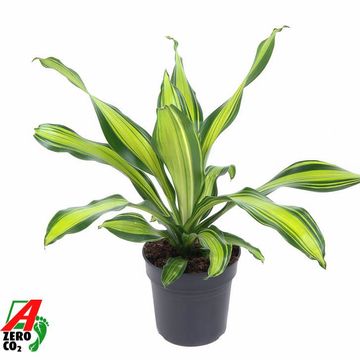 Dracaena fragrans 'Charley'