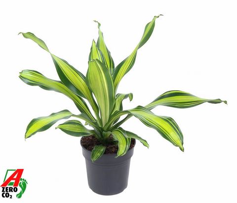 Dracaena fragrans 'Charley'