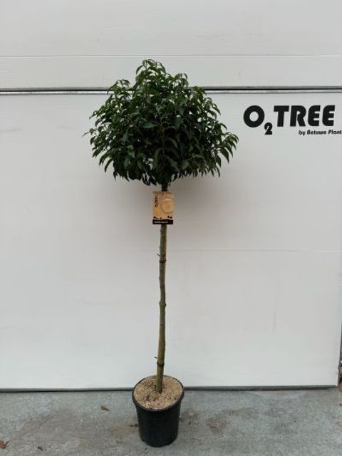 Prunus lusitanica 'Angustifolia'