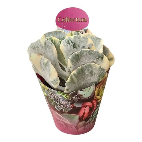 Cotyledon orbiculata 'Undulatum Variegata'