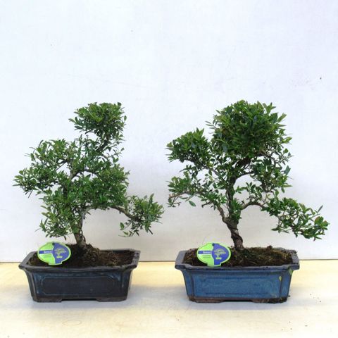 Ilex crenata