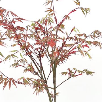 Acer palmatum 'Atropurpureum'