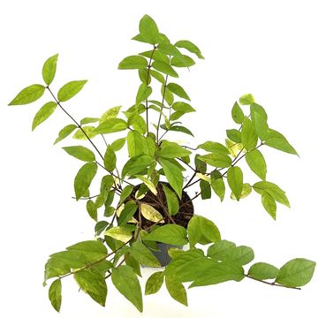 Deutzia x hybrida 'Strawberry Fields'