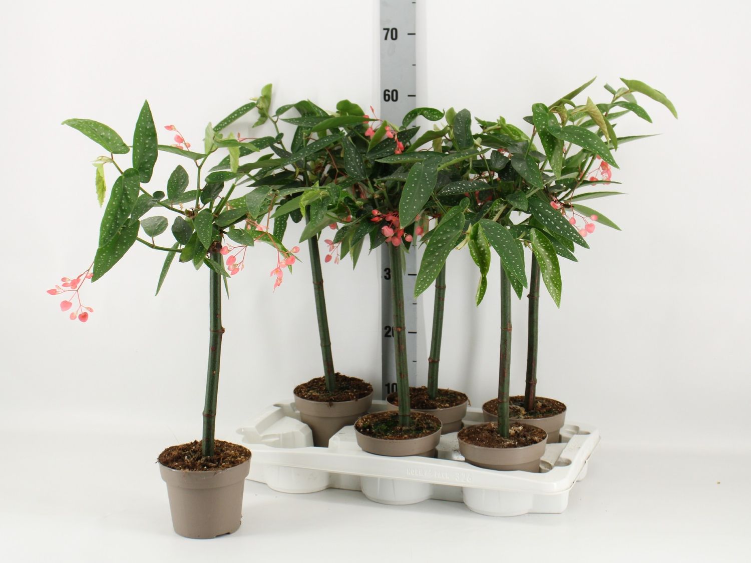 Begonia 'Tamaya' — Atacado de Plantas FlorAccess