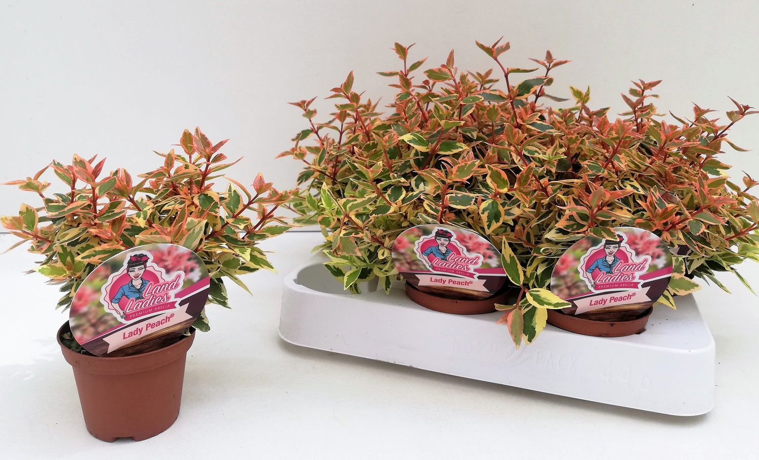 Abelia X Grandiflora Lady Peach — Mayorista De Plantas Floraccess