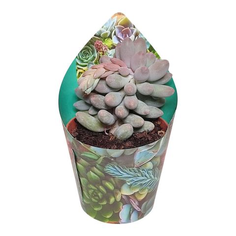 Pachyphytum 'Misty Charm'