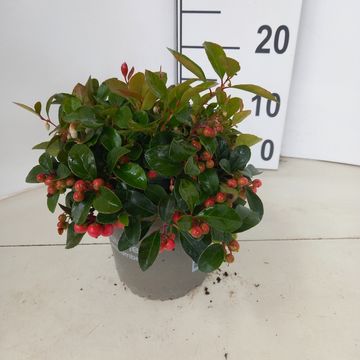 Gaultheria procumbens