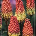 Kniphofia caulescens